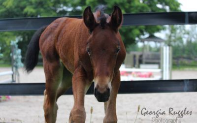 OOF Welcomes 2019 Hanoverian Filly ‘Revelry’